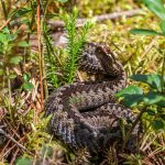 A European adder (Vipera berus) camouflaged in a forest environment, showcasing its natural habitat.